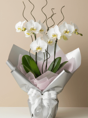Orquídea Embalada no Papel
